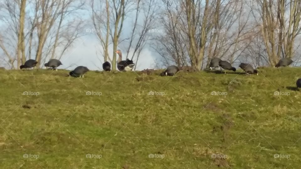 Birds in the wild nature