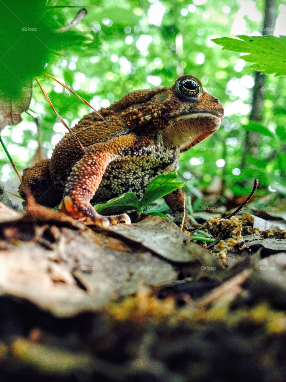 Stoic Toad