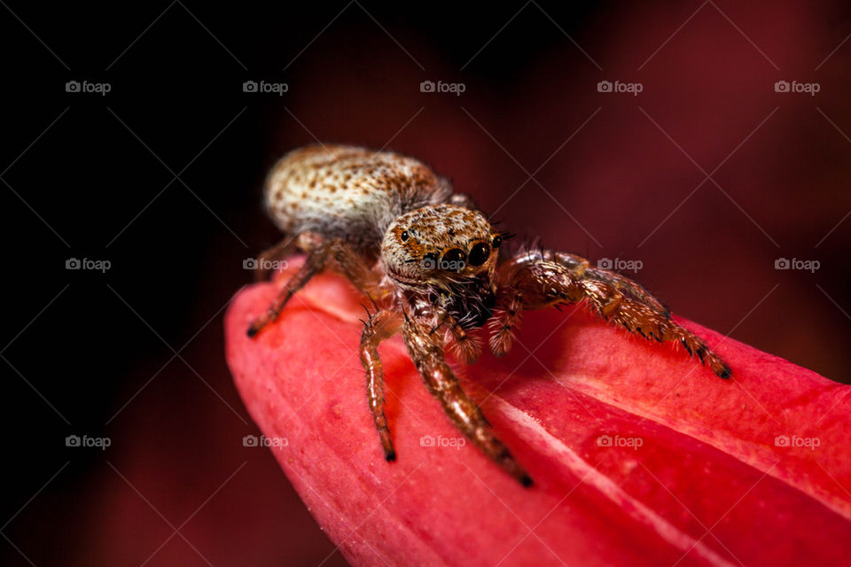 Jumping spider on pink flower