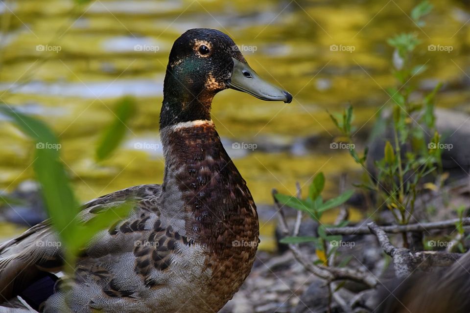 Mallard duck near lakeshore