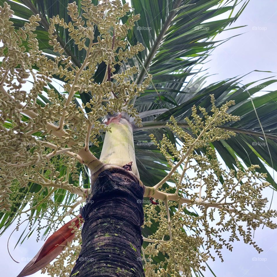 palm tree seen directly from below