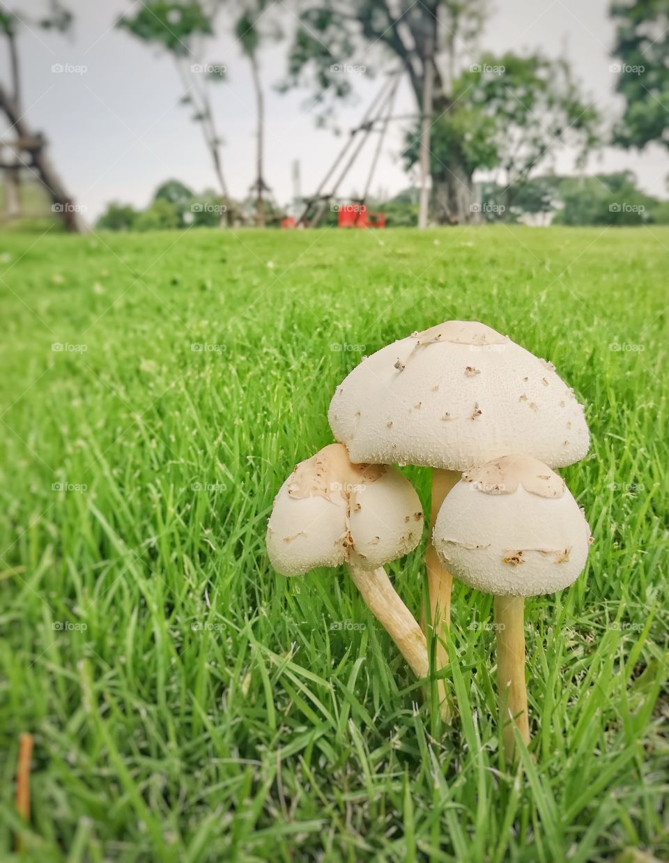 Magic mushrooms on the green grass floor.