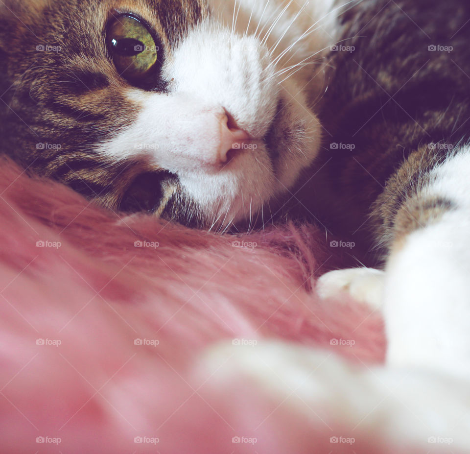 Cat stretches out on a pink faux fur rug, the image is tightly cropped focusing on the cat’s green eyes and little pink nose