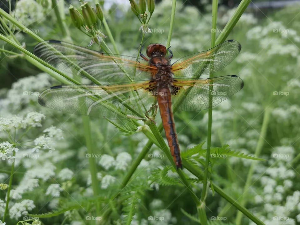 Libelle im Gras