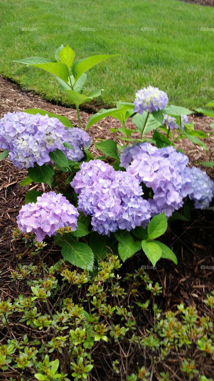 Hydrangeas