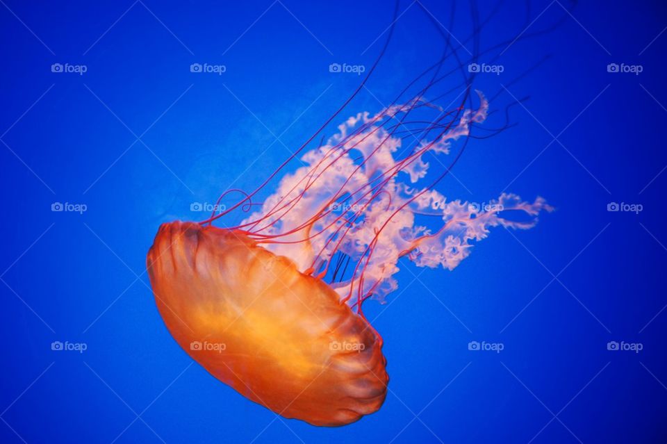 Jellyfish in sea
