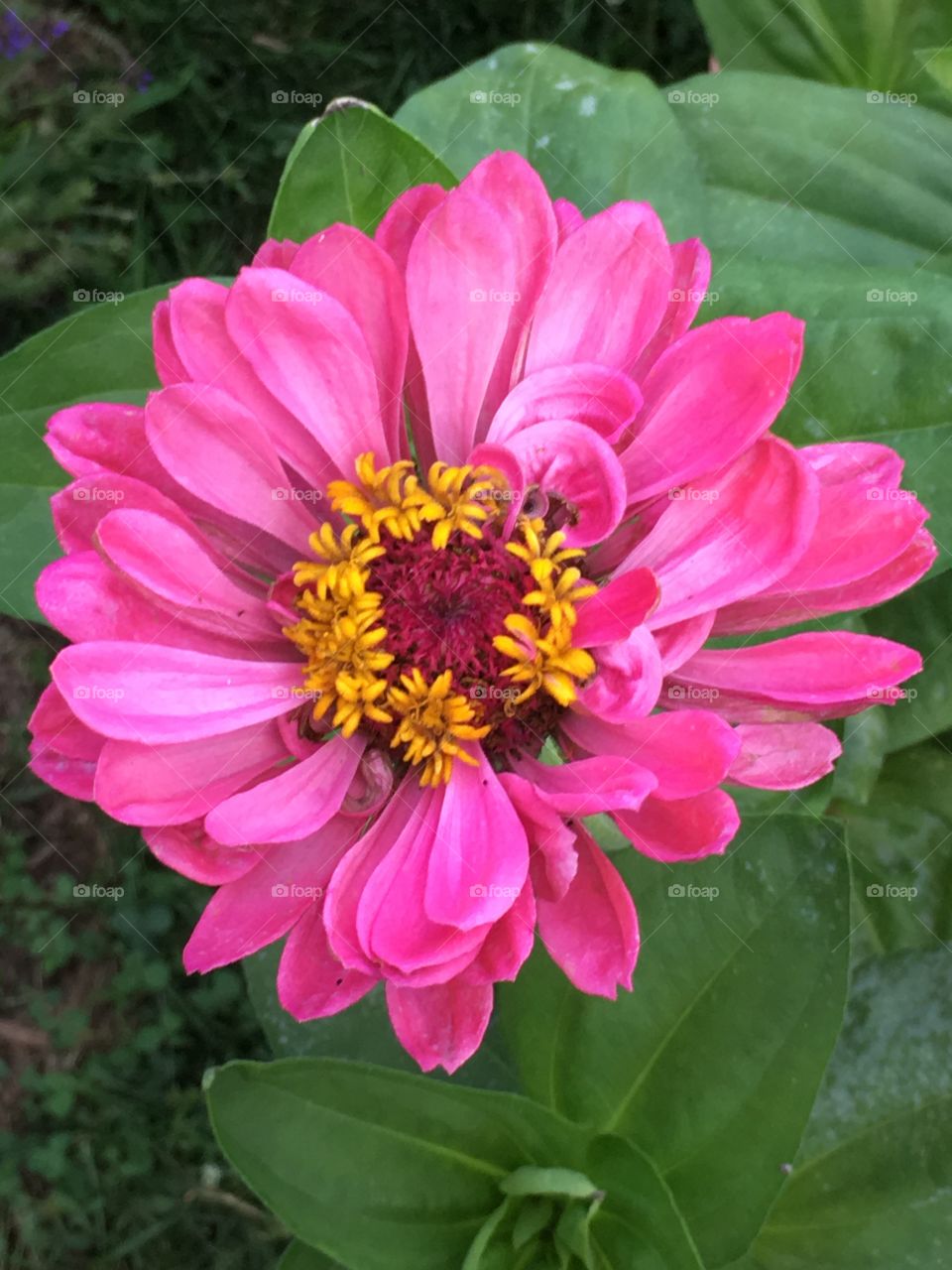 Pink Zinnia