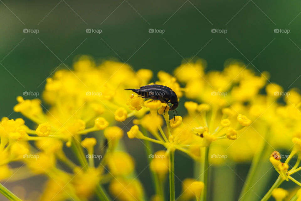 Macro of a very small insect