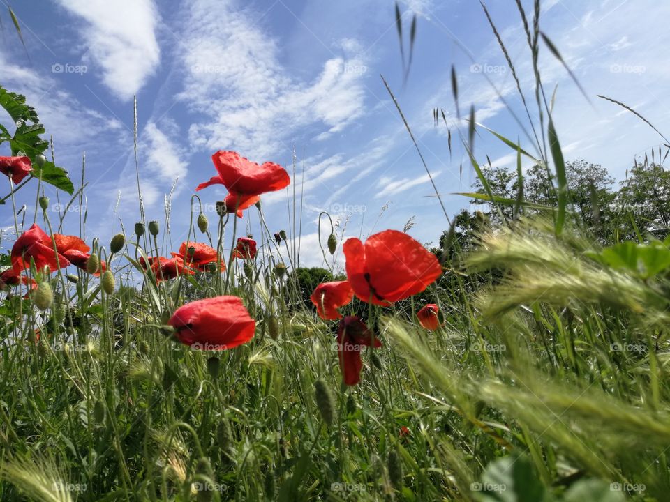 Red poppy green grass and blue sky
