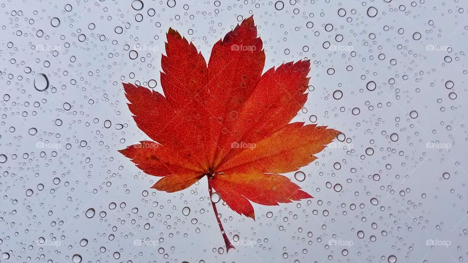 Maple leaf on umbrella