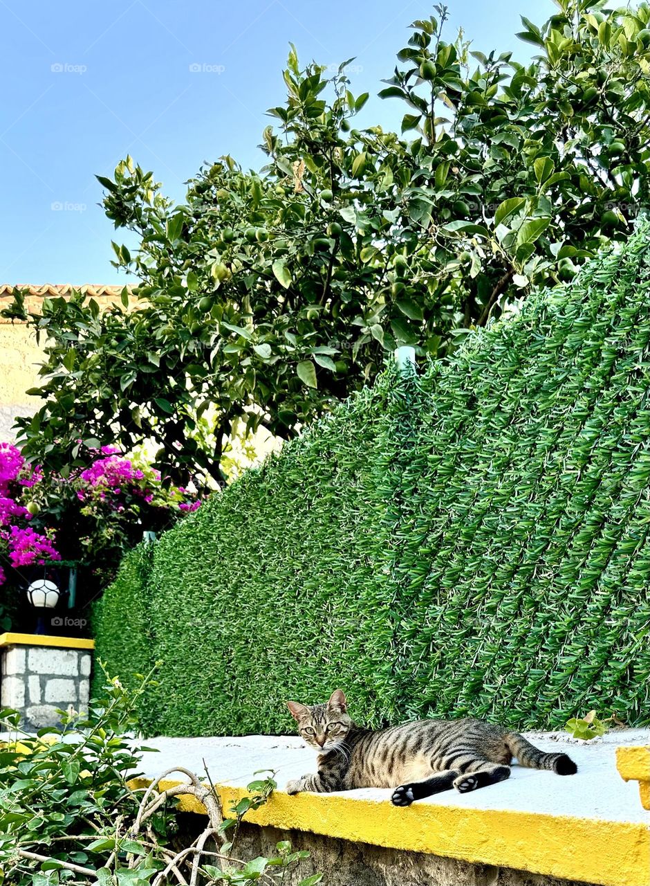 A cat basks in the summer sun. 