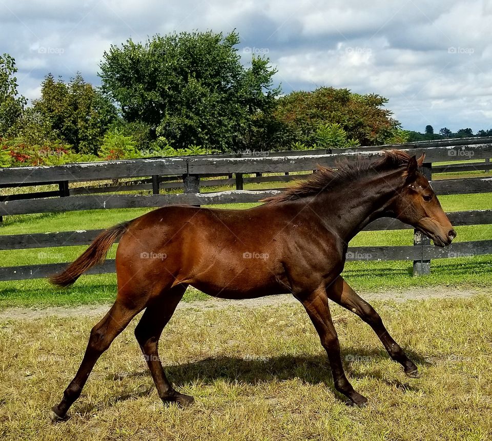 Horse, Mare, Equine, Stallion, Mammal