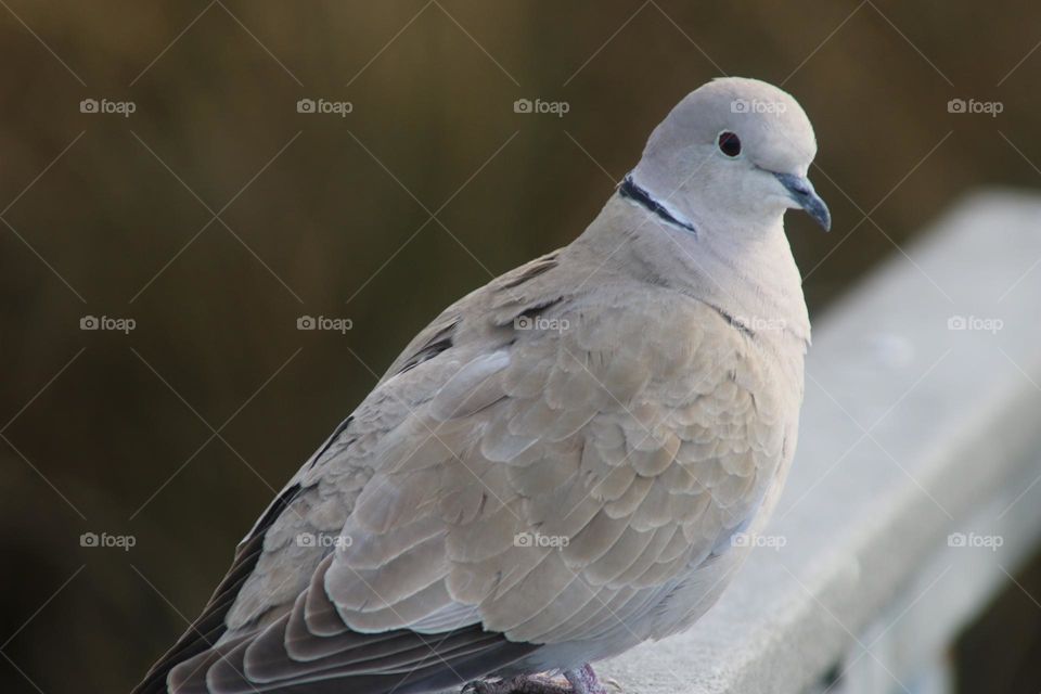 Mourning Dove on a Railing