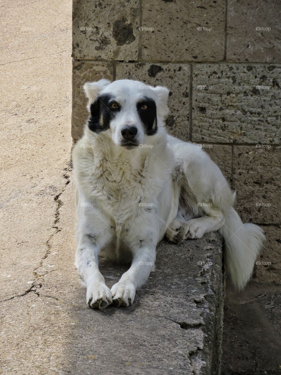 Italian dog near Sorrento 