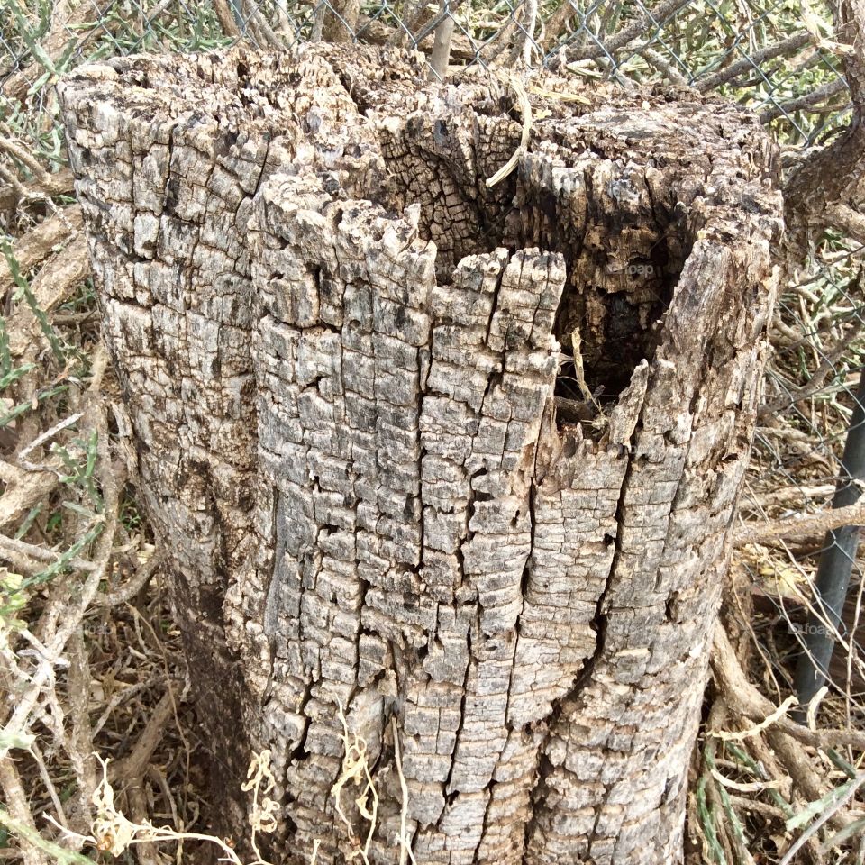 Old tree stump