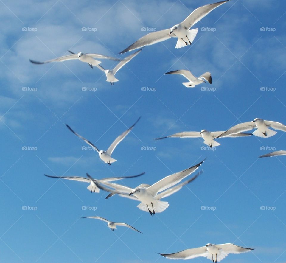 Gulls in flight 