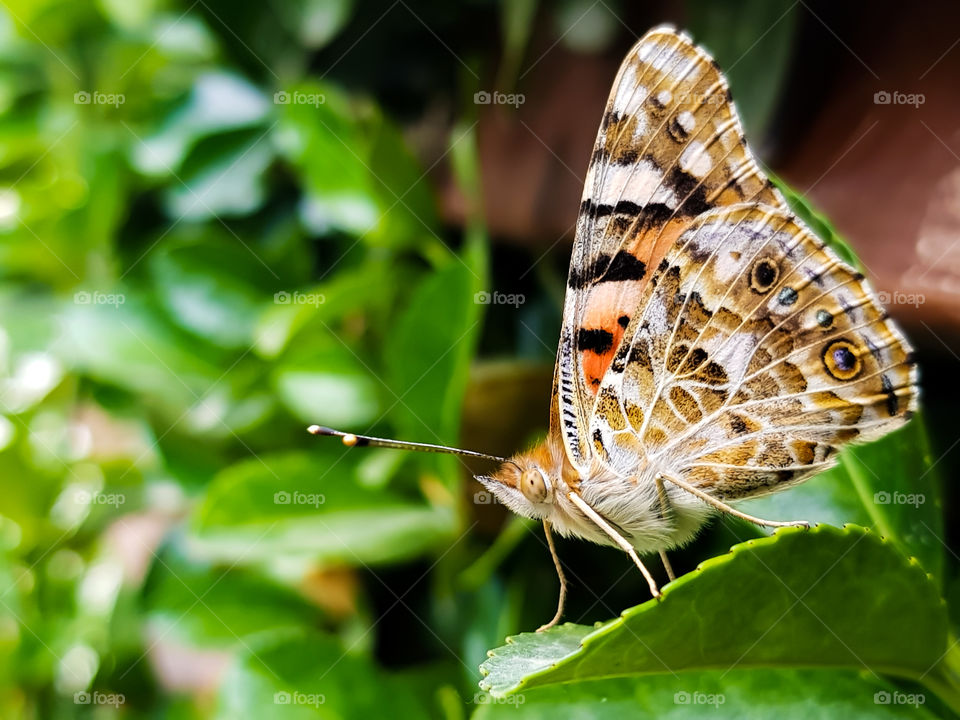 proud butterfly enjoying the sunshine