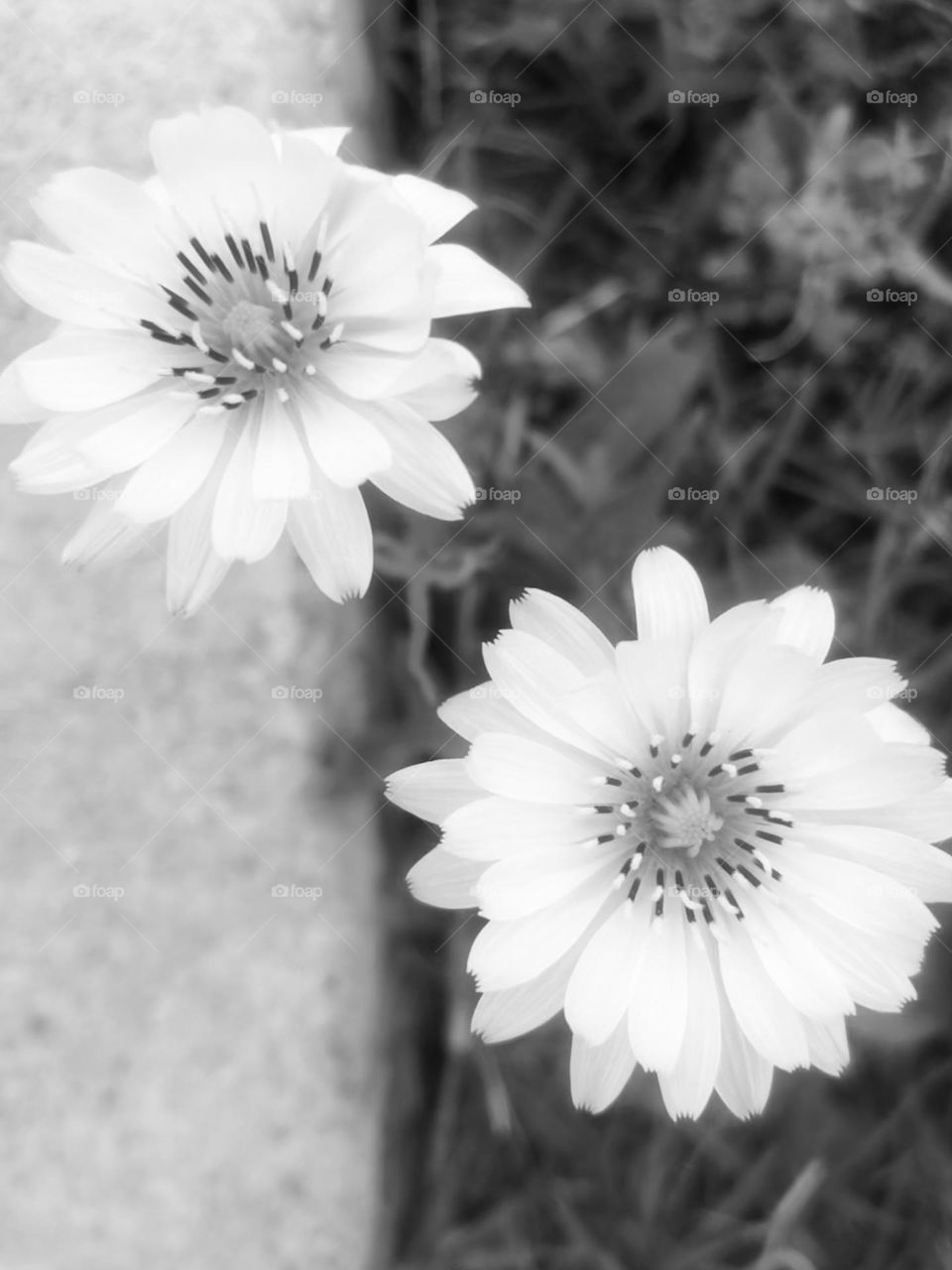 Black and white photo of two yellow and white flowers in the grass and against concrete…b&w stood out!