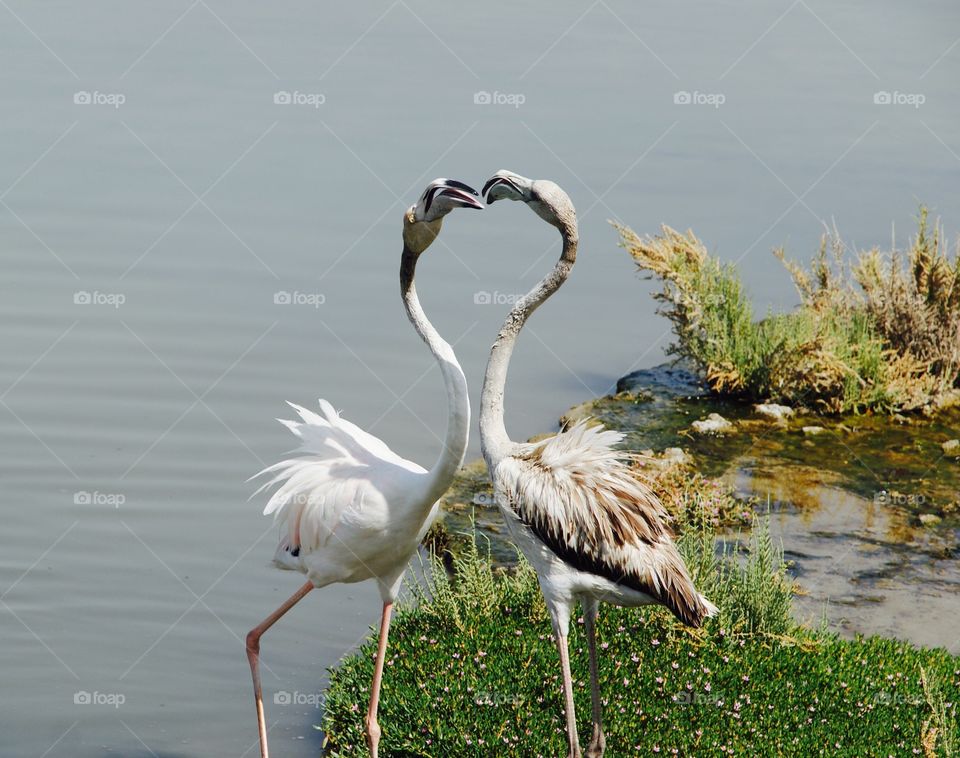 Pair of flamingoes