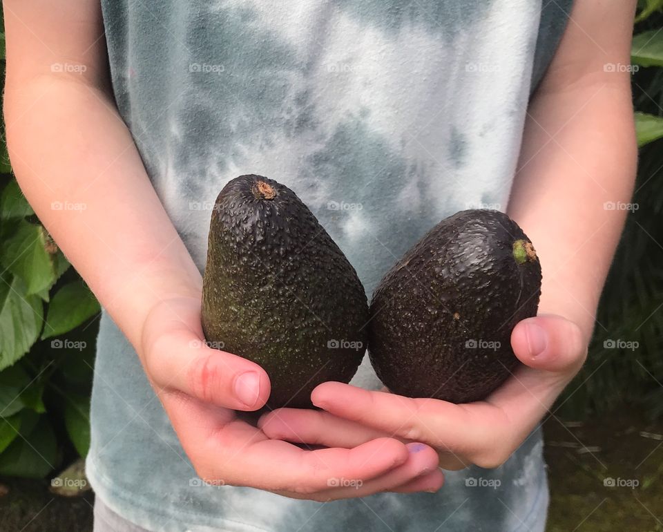 A young child holding avocados in his hand for a healthy snack. - let’s eat ! 