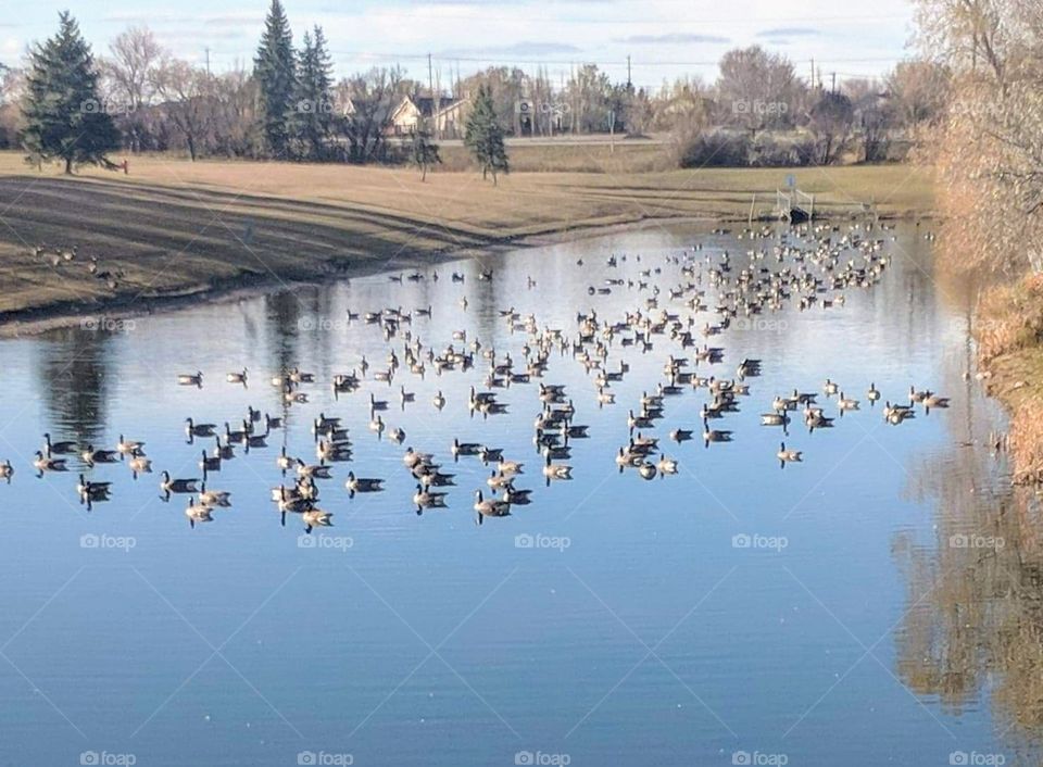 Canada Geese swimming in a pond in the Spring