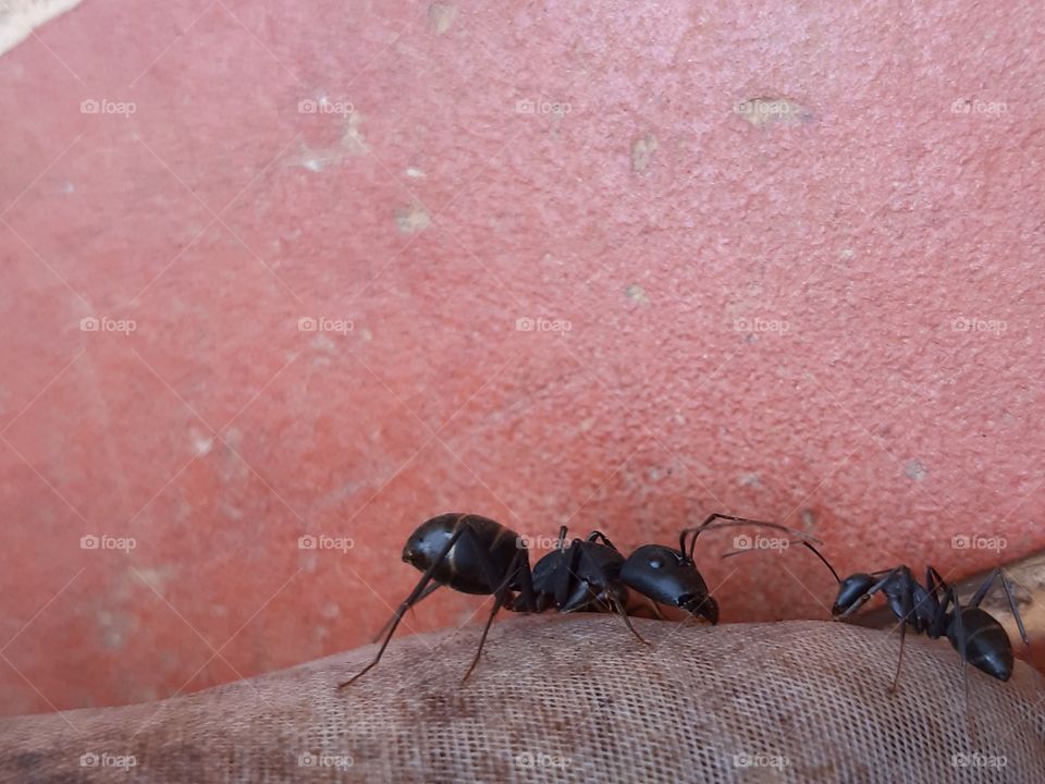ant