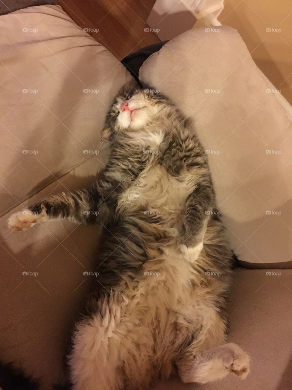 How Cats Sleep 