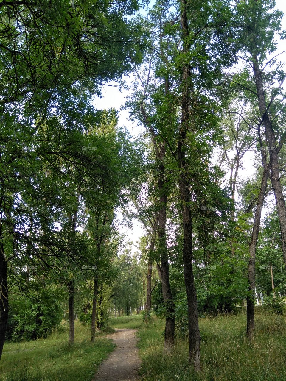 summer landscape in the green park