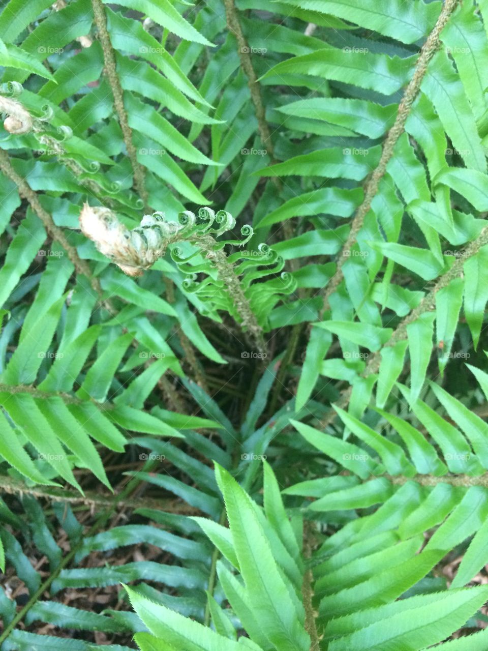 PNW fern 