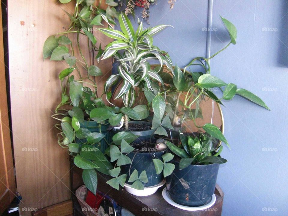 house plants in pots