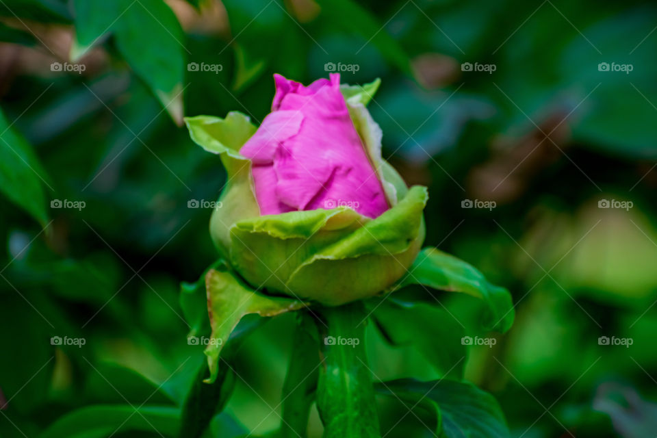 Rose in bloom 