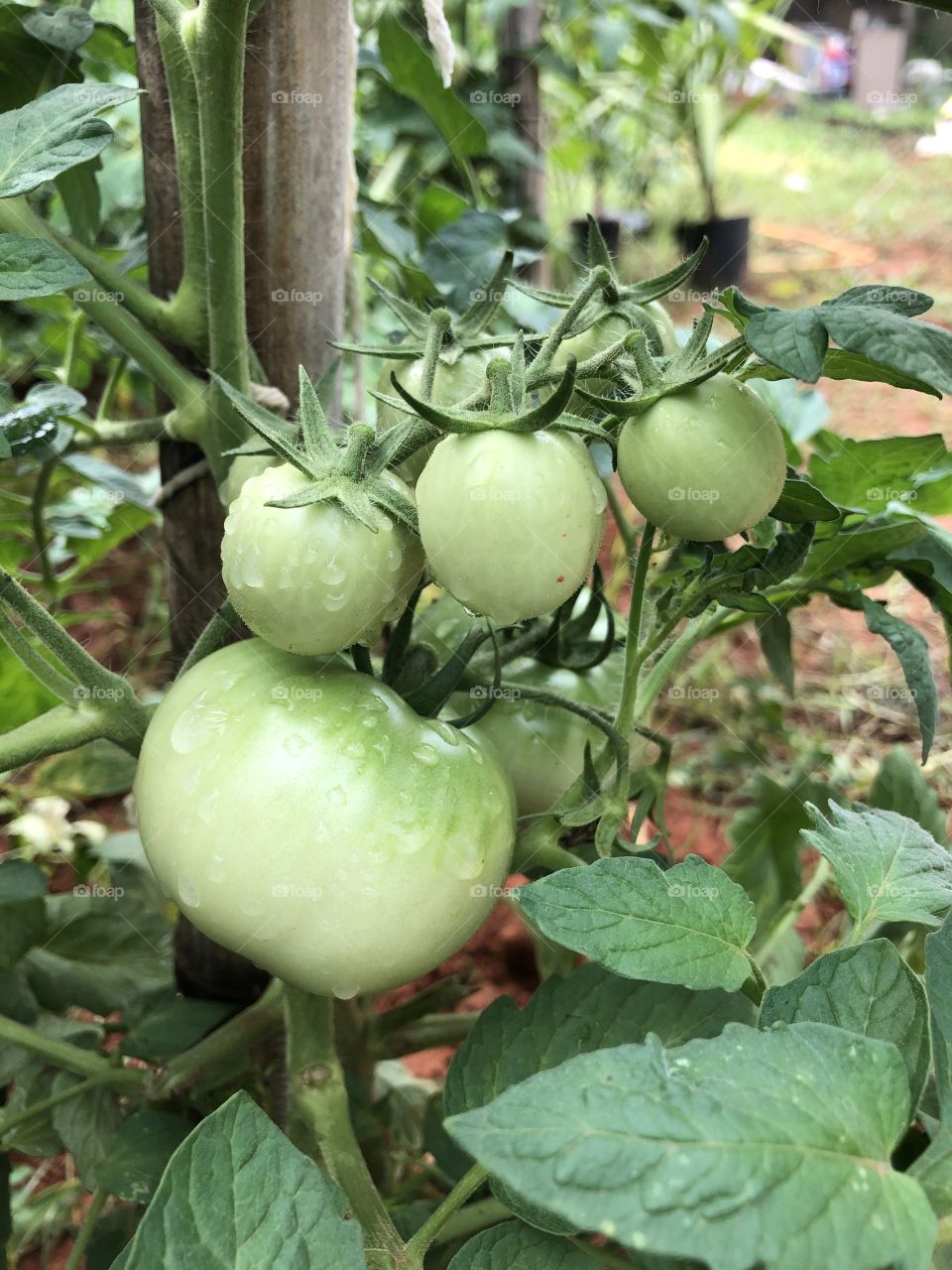 Tomates verdes. 