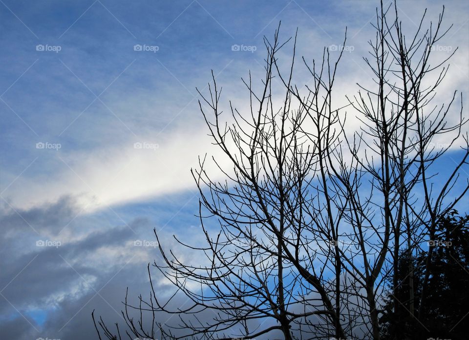 winter trees and sky