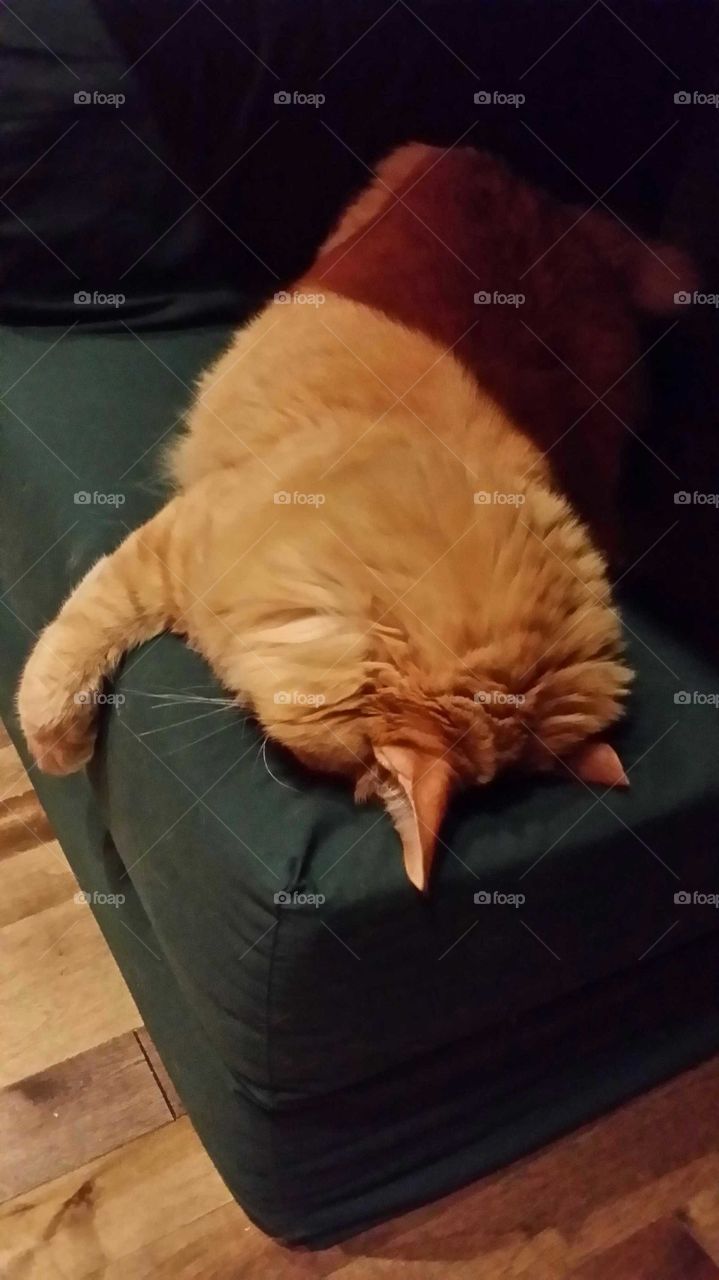 Orange long-haired cat sleeping wirh his face down on the couch