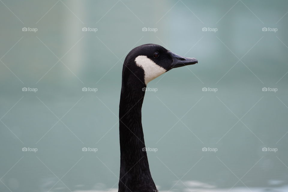 goose neck