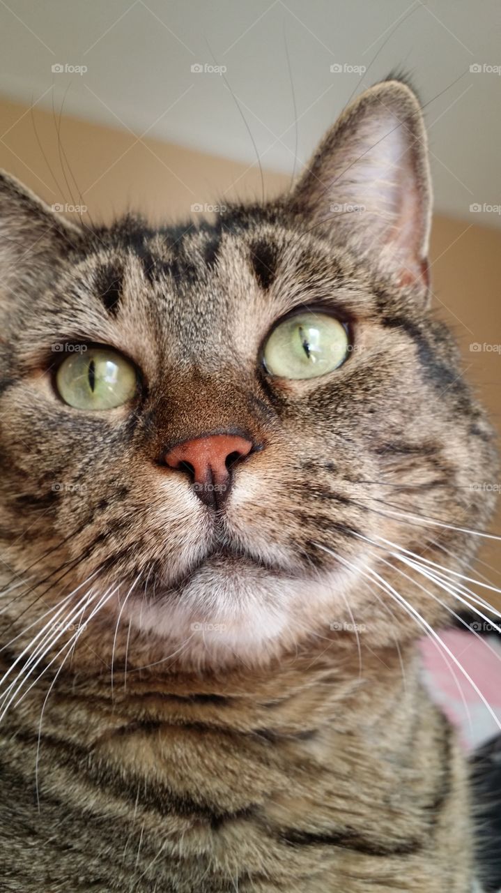 The face of à fat cat