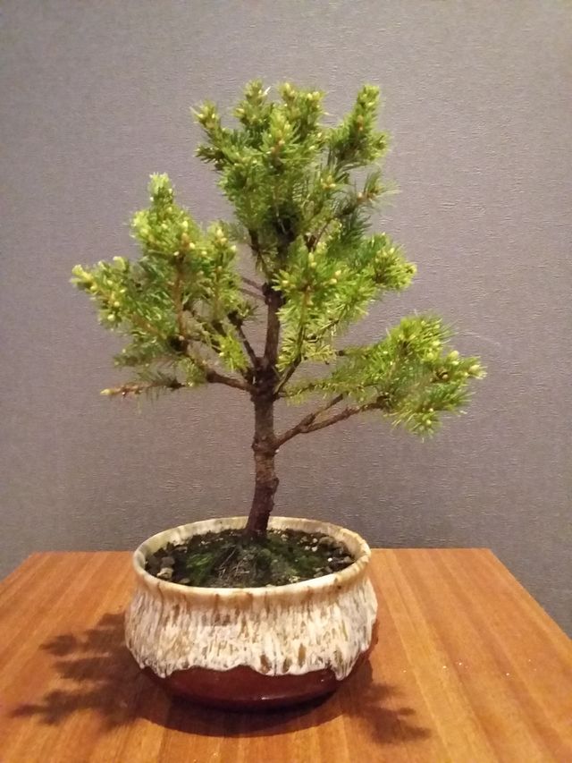 bonsai