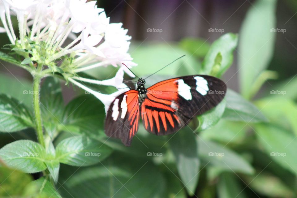 Butterfly 6