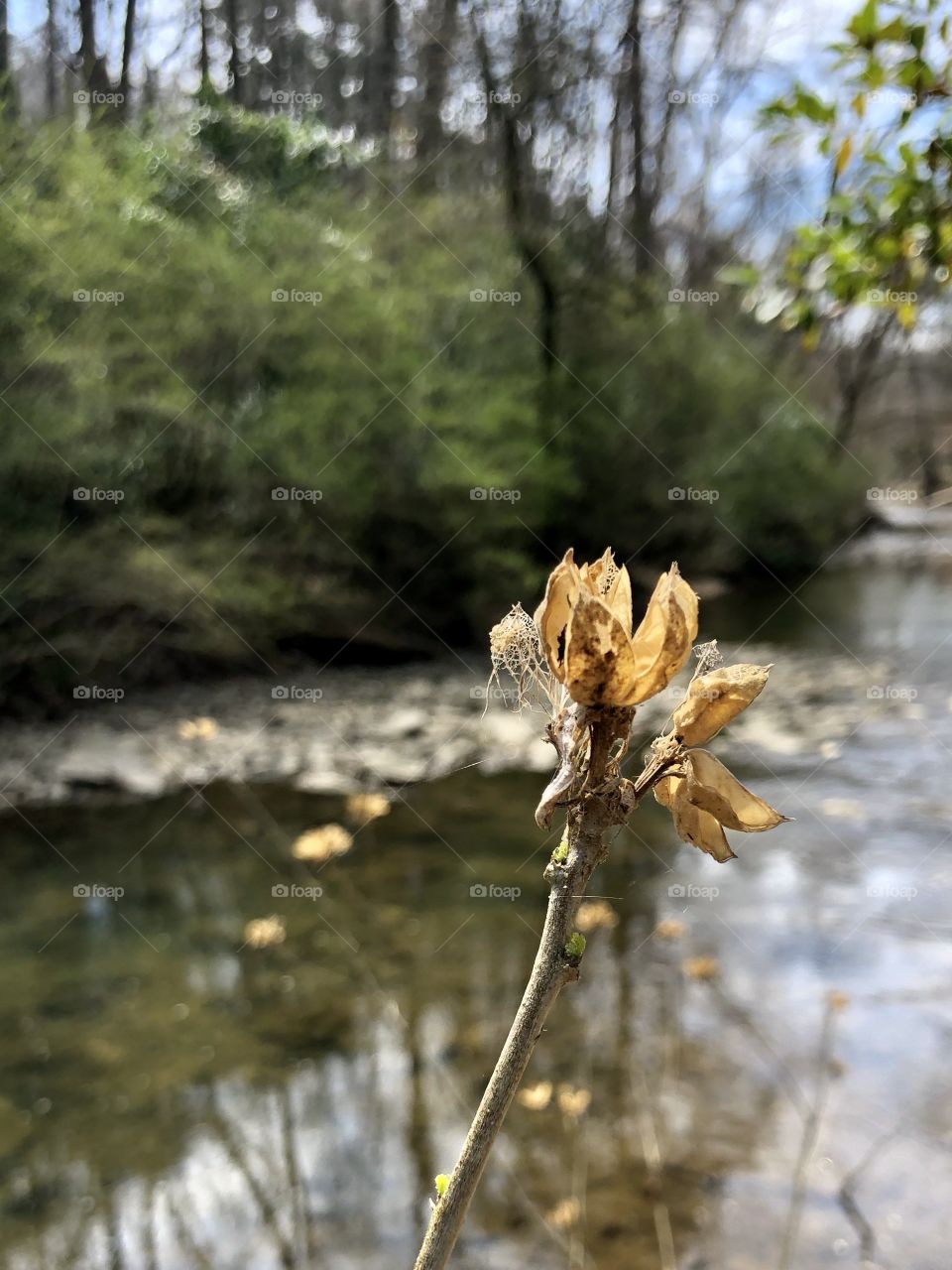 Dried blossom on river bank 