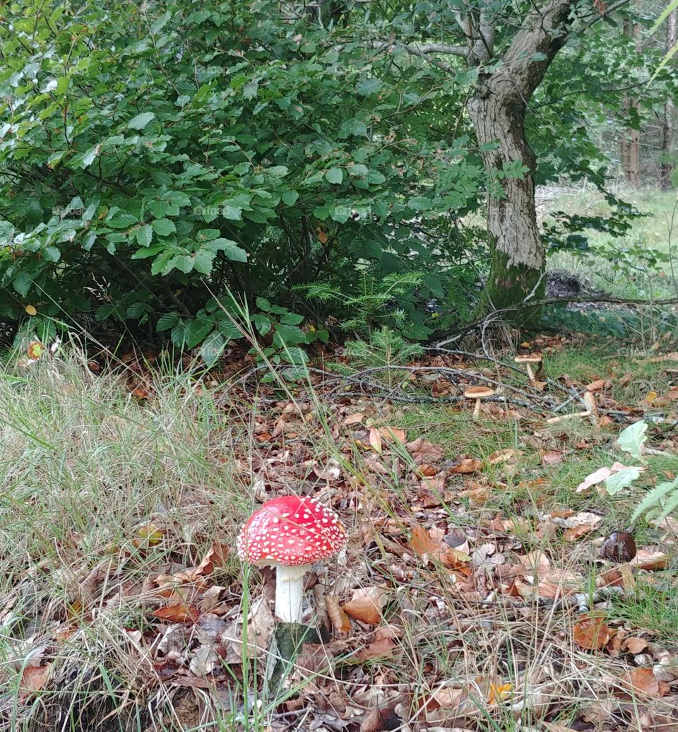 forest Wald mushroom. boden blätter herbst autumn pilz Fliegenpilz Herbst