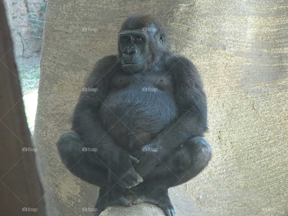 Gorilla