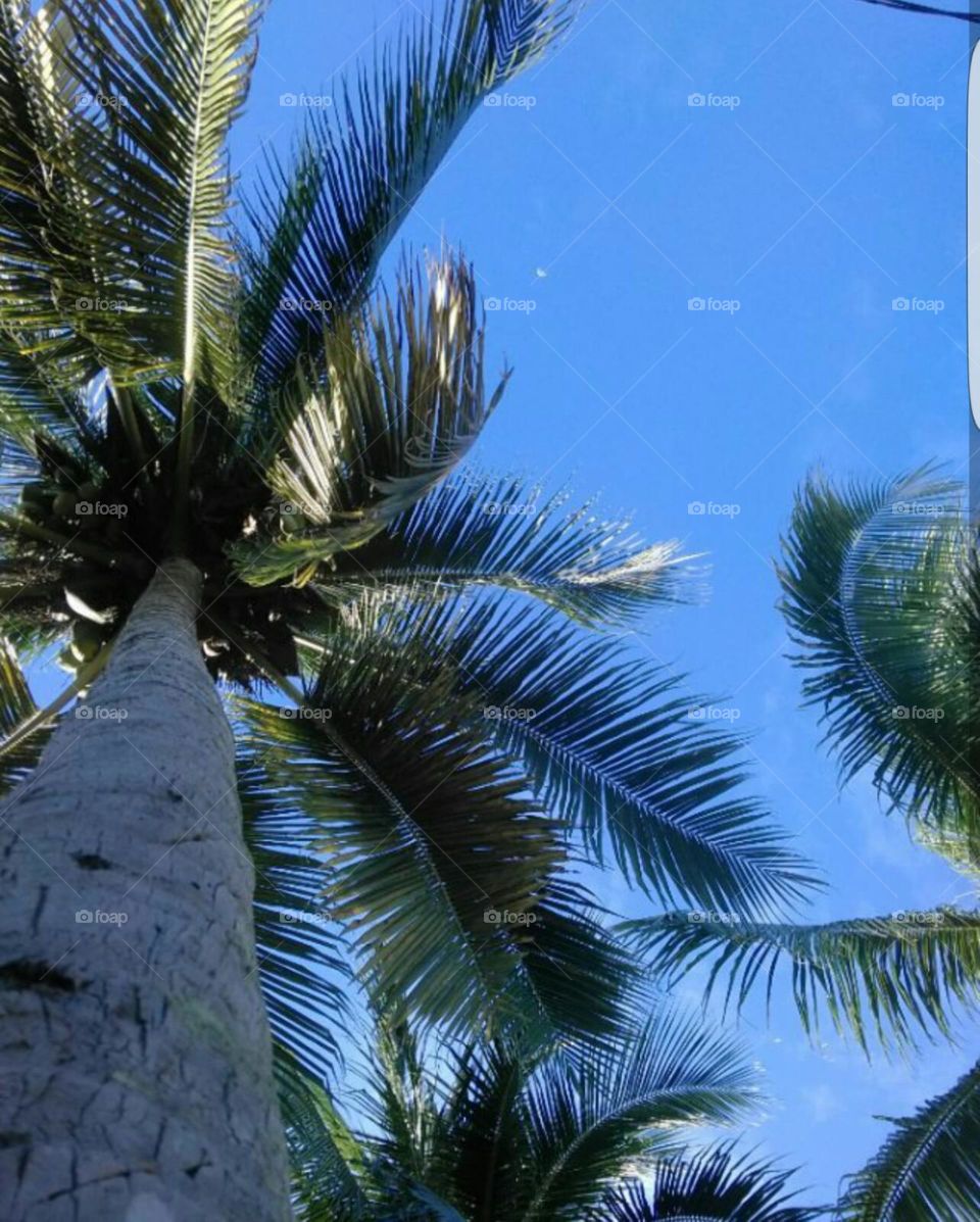 Coconut Trees