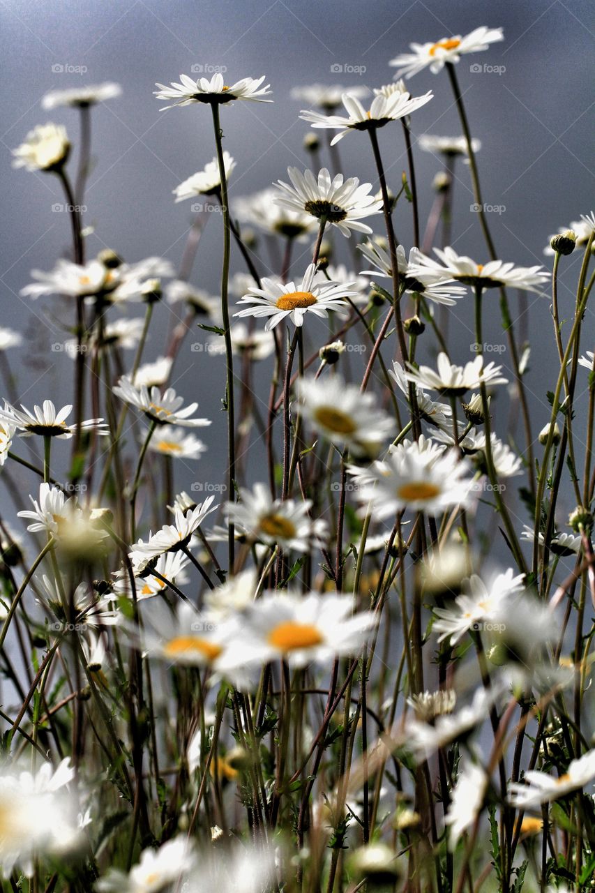 Darkened Daisies. A field of white and yellow daisies seeking the sun but with darkened skies behind.