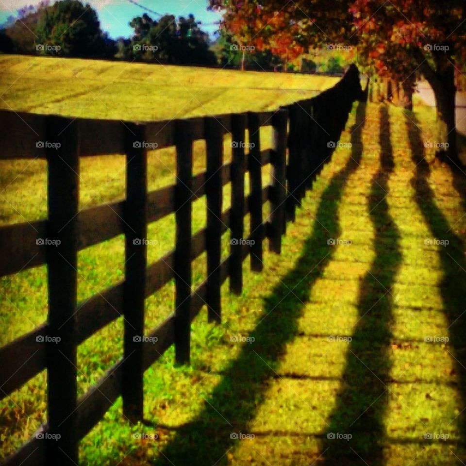 Autumn Fence 