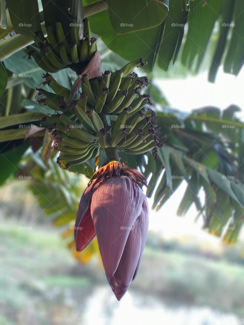Banana cacho