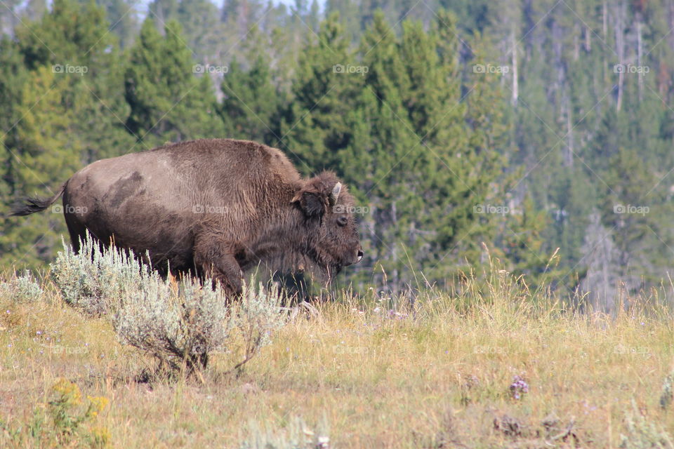 A buffalo in a peaceful scene in Yellowstone National Park.