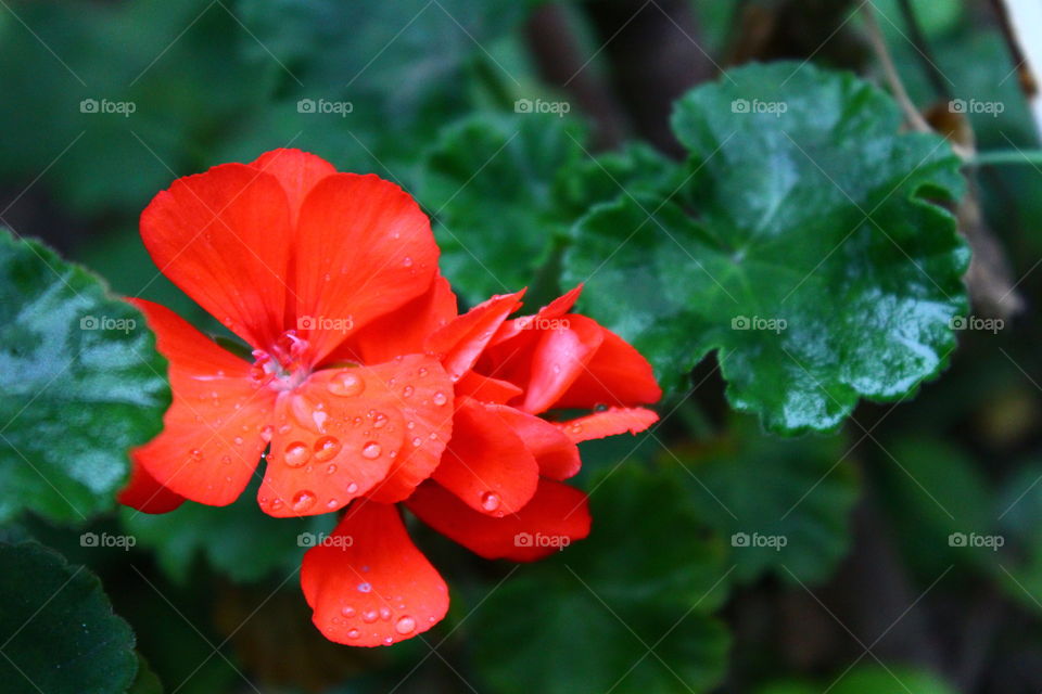 Red geranium flowers