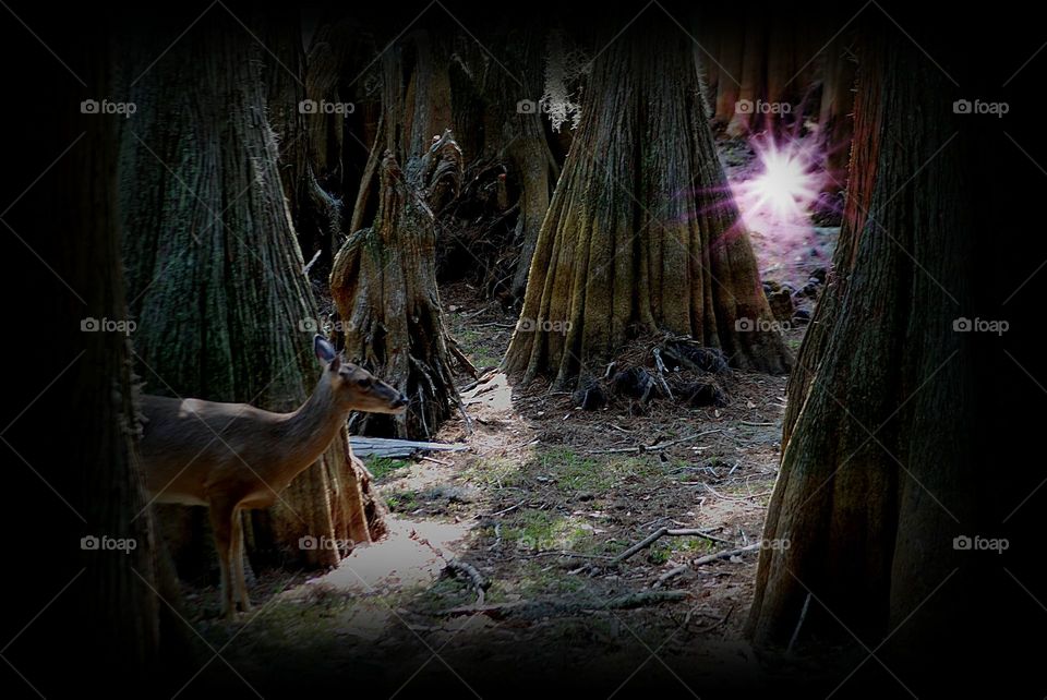 Deer seeing"something" in the woods