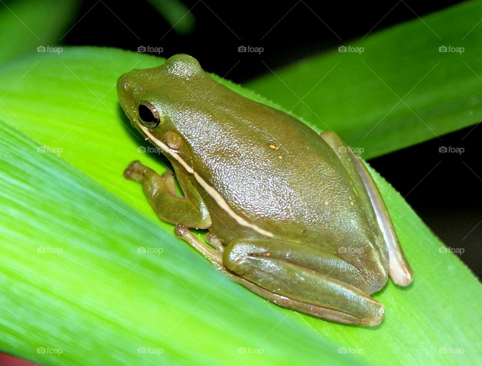 frog on leaf