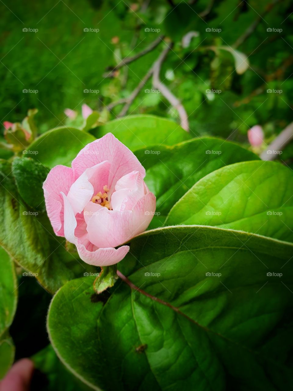 quince tree flower